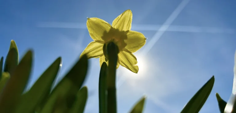 PortalTag Frequenz Blume Entfaltung MenschSein
