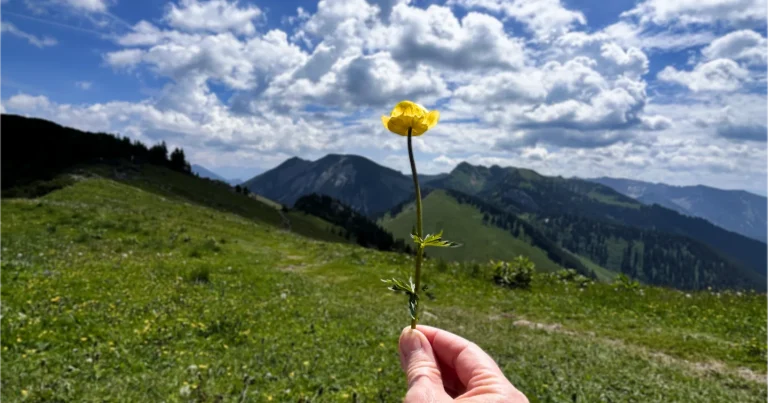 NeuLeben Blume Alt Geboren Sterben