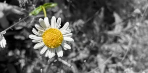 Blume Leben WandelZeit